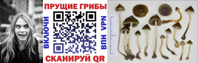 Псилоцибиновые грибы Cubensis  наркота  Сольвычегодск 